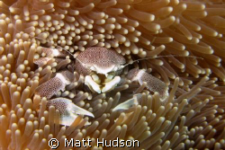 This image of a tiny crab was taken during a Blue Venture... by Matt Hudson 